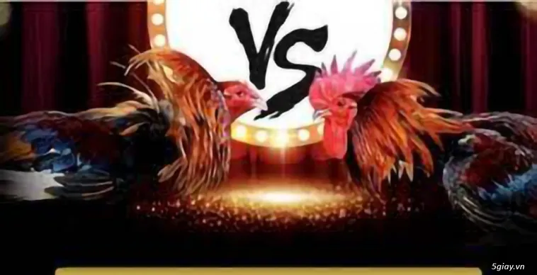 Đá Gà BK8 Trực Tuyến Hấp Dẫn Cho Người Chơi Mới