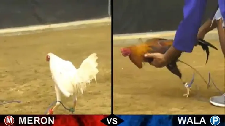 Cách Chơi Đá Gà Sabong Tại BK8 Đỉnh Cao Giải Trí 2 Cách Chơi Đá Gà Sabong Tại BK8 Đỉnh Cao Giải Trí